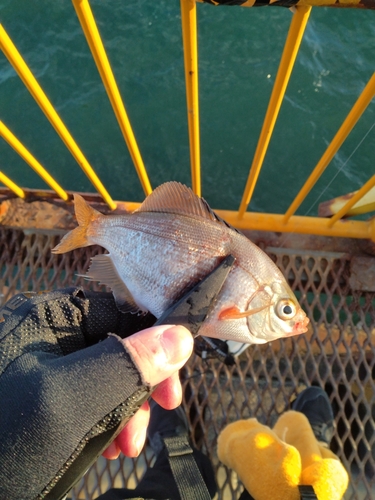 ウミタナゴの釣果