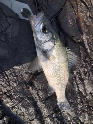 ヒラスズキの釣果