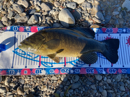 スモールマウスバスの釣果