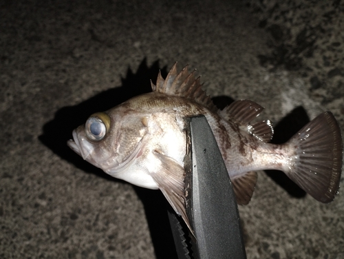 シロメバルの釣果