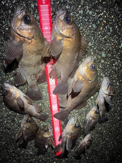 メバルの釣果