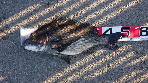 クロダイの釣果