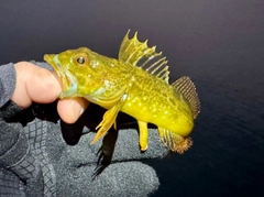 アナハゼの釣果