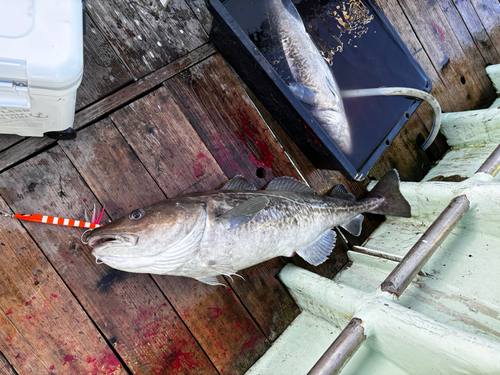 タラの釣果