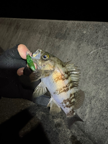 メバルの釣果