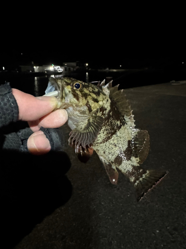 ムラソイの釣果