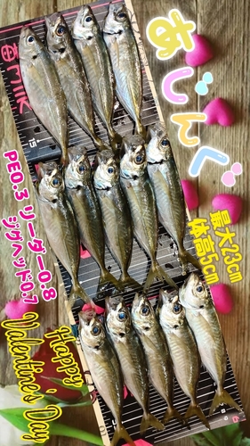 アジの釣果