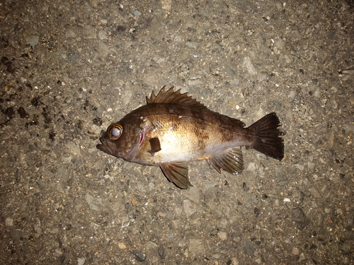 シロメバルの釣果