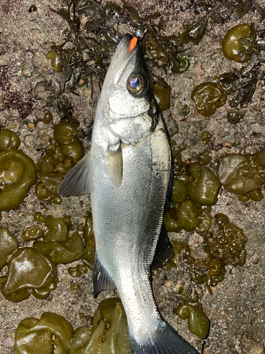 ヒラスズキの釣果