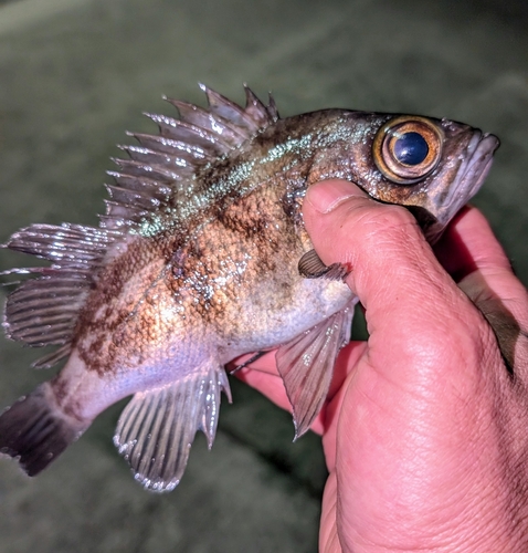 メバルの釣果