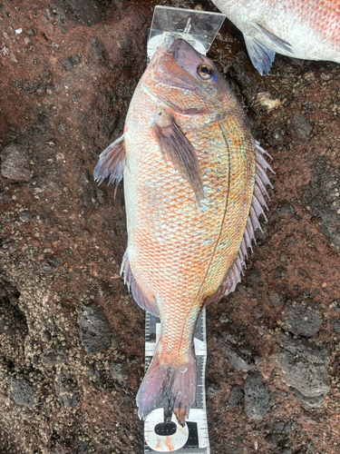 マダイの釣果