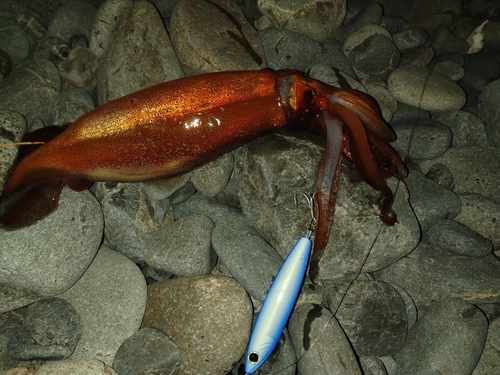 スルメイカの釣果