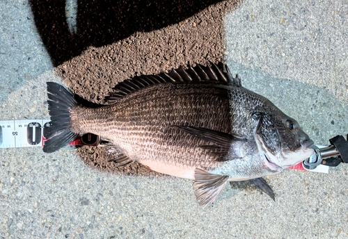 碧南海釣り公園