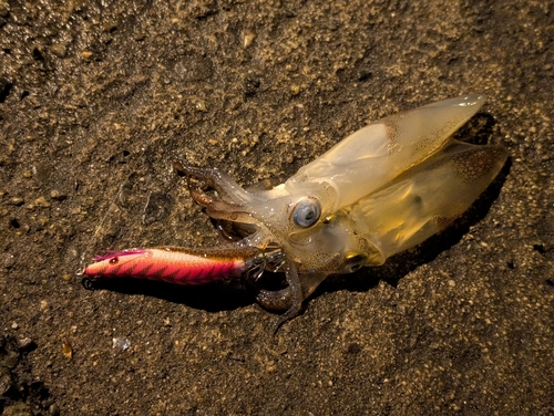 ヒイカの釣果