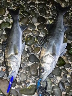 シーバスの釣果