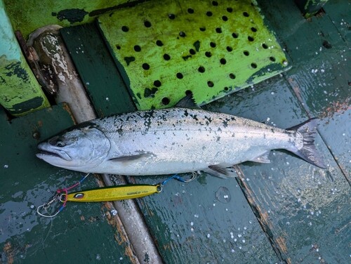 サクラマスの釣果