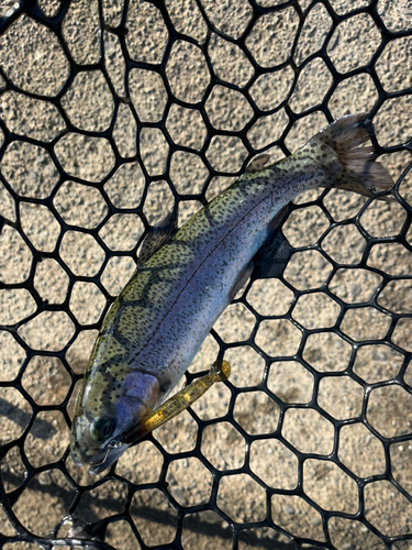 ニジマスの釣果