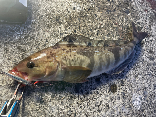 ホッケの釣果