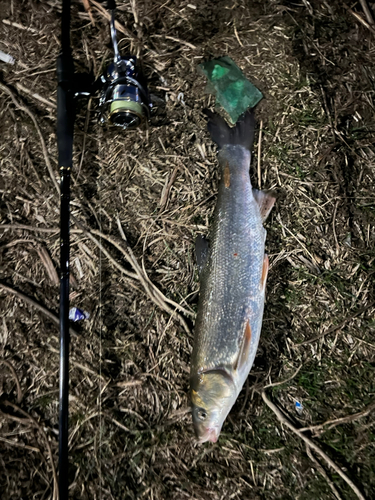 マルタウグイの釣果