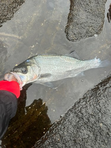 セイゴ（ヒラスズキ）の釣果