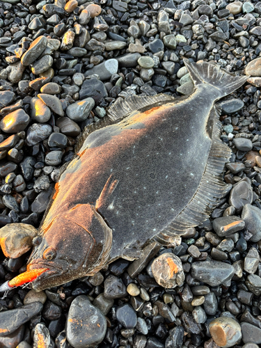 ヒラメの釣果