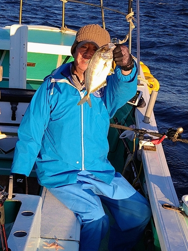 カイワリの釣果