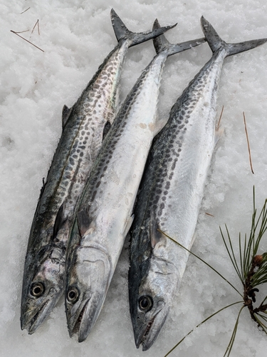 サゴシの釣果