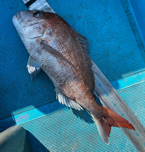 マダイの釣果