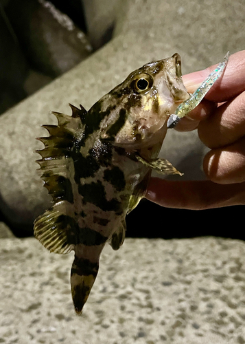 タケノコメバルの釣果