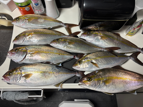 カンパチの釣果