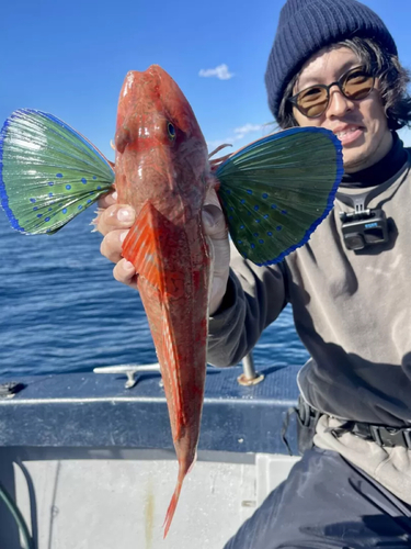 ホウボウの釣果