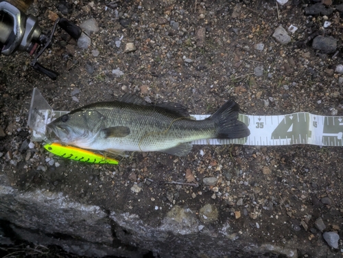 ブラックバスの釣果