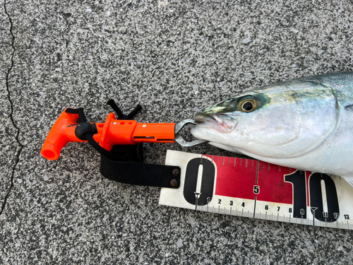 ヤズの釣果