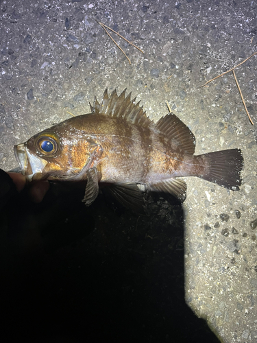 メバルの釣果