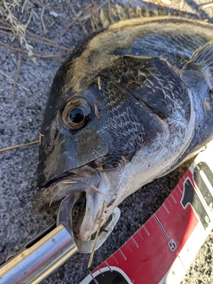 クロダイの釣果