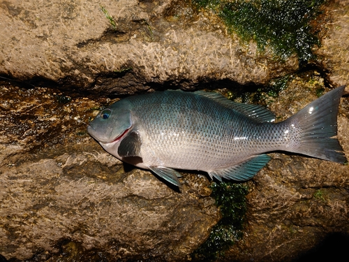 メジナの釣果