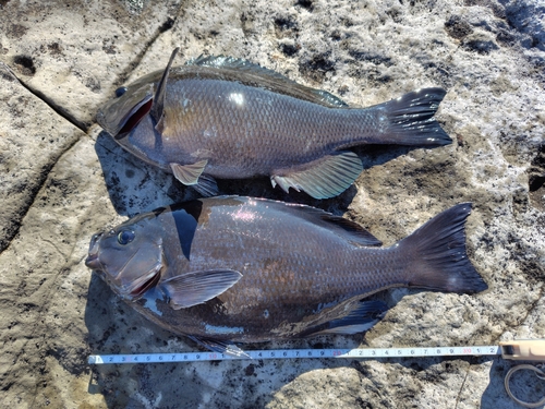 メジナの釣果