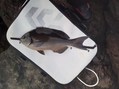 オナガグレの釣果