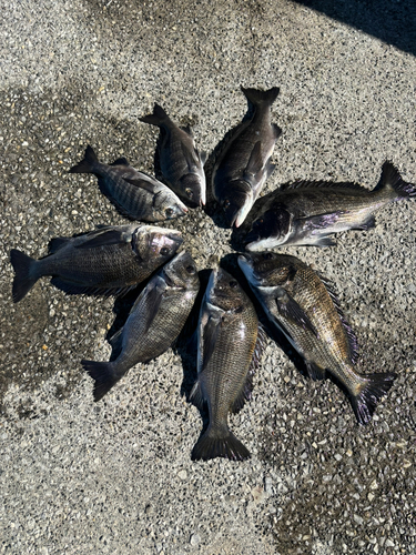 クロダイの釣果