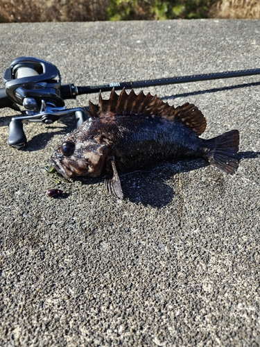 ムラソイの釣果