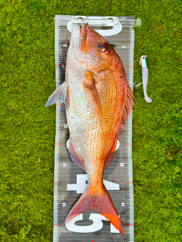 タイの釣果