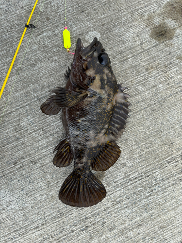 オウゴンムラソイの釣果