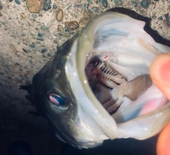フッコ(マルスズキ)の釣果