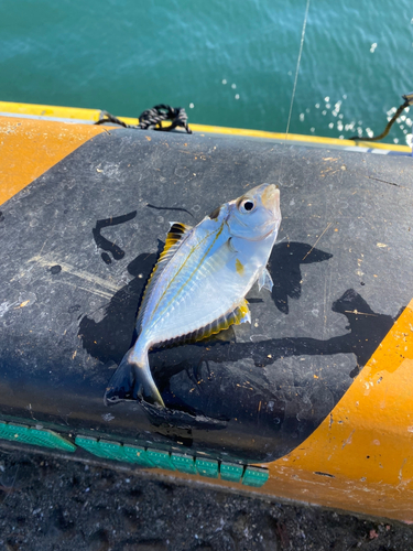 ヒイラギの釣果