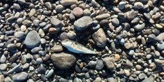 クサフグの釣果