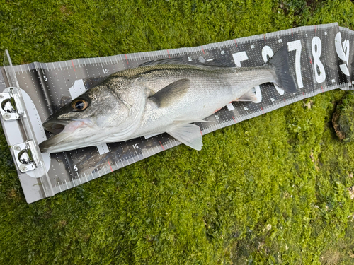 スズキの釣果