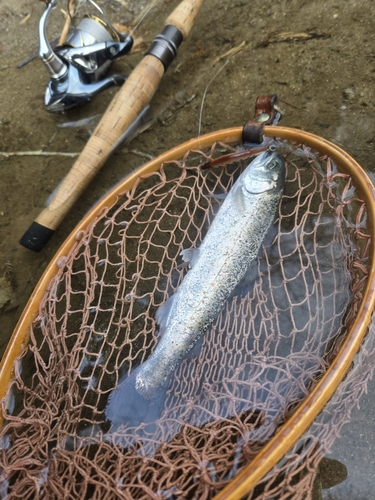 アマゴの釣果