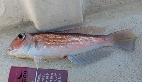 アマダイの釣果