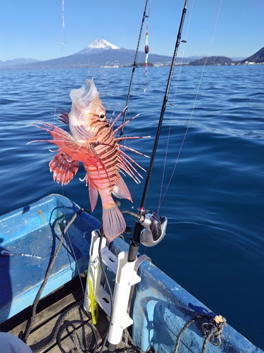 ミノカサゴの釣果