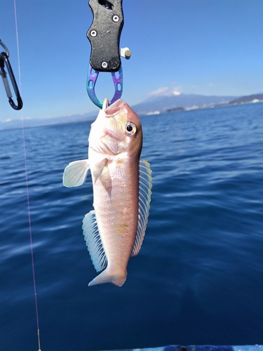 アマダイの釣果